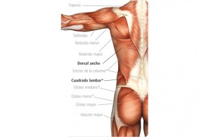 anatomia-corte-lateral_thumb_e