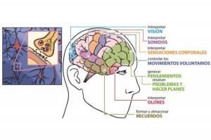 cerebro-completo_thumb_e