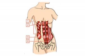 funcionamiento-abdominales_thumb_e