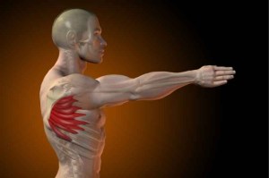 aductores-escapula-serratos_thumb_e