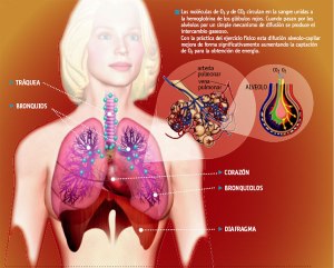 sistemarespiratoriocuer