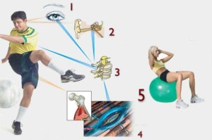 receptores-sensoriales_thumb_e