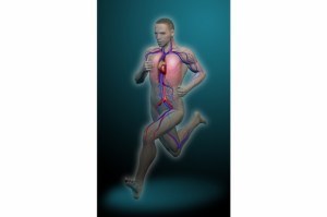Running-sistema-circulatorio_thumb_e