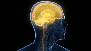 article-hormonas-regulan-rendimiento-54759597a1d37