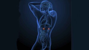 article-quimica-deportista-hormonas-rendimiento-5475a068177f2