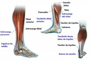tobillo-partes_thumb_e