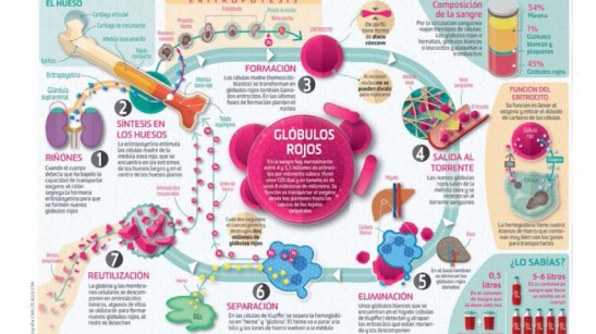 article-asi-funcionan-globulos-rojos-56031d1fcbbdd