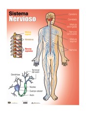 sistema-nervioso