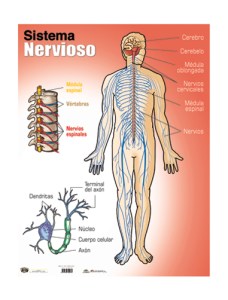 sistema-nervioso
