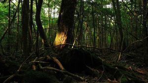 160112231128_japan_aokigahara_forest_624x351_juliancolton_nocredit