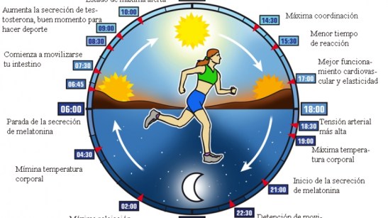 ciclo-circadiano-textos